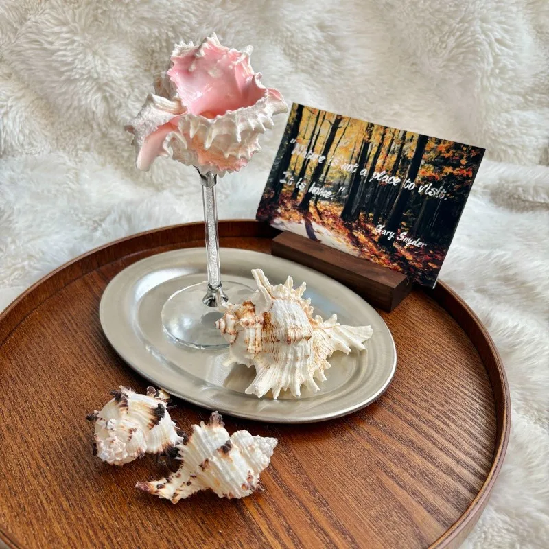 Light Luxury Conch Shell Champ - Lighting Decoration Ideas For Home 评论和价格